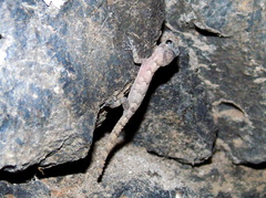 Mediodactylus