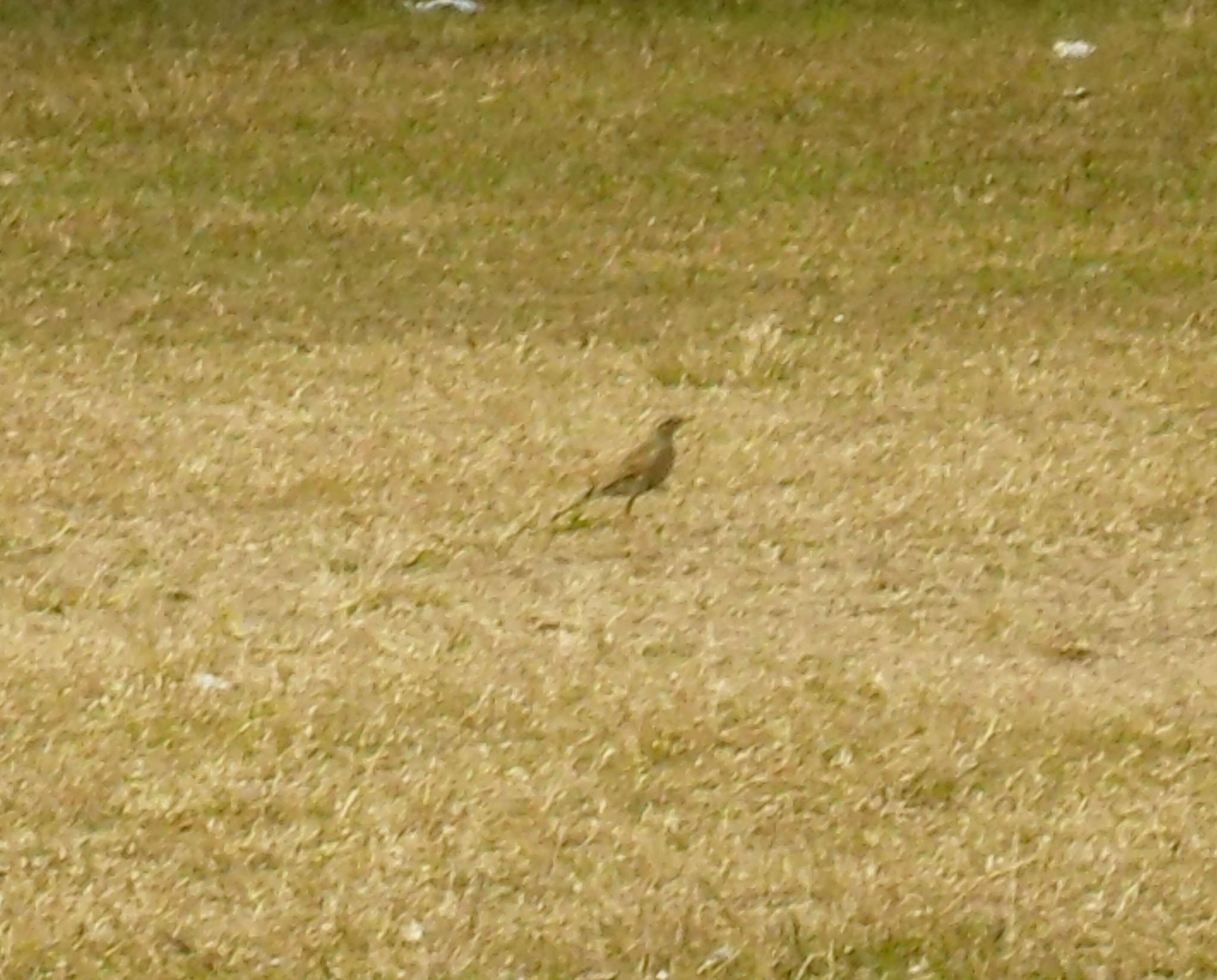 Paddyfield Pipit