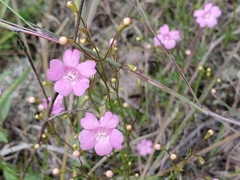 Agalinis decemloba