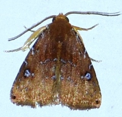 Rivula inconspicua