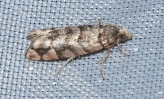 Blastesthia tessulatana