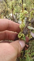 Cuscuta polygonorum