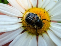 Trichiotinus assimilis