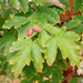 Paperbark Maple - Photo (c) Salicyna, some rights reserved (CC BY-SA)
