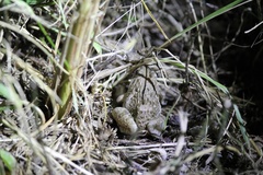 Glandirana rugosa