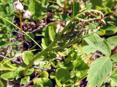 Botrychium matricariifolium
