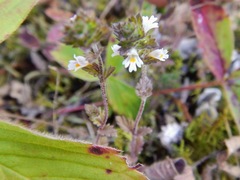Euphrasia hudsoniana