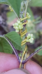 Cuscuta polygonorum