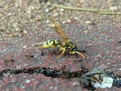 Polistes mongolicus