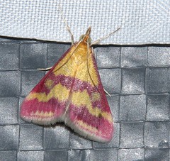 Pyrausta sanguinalis