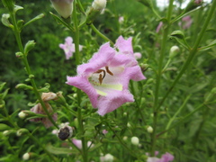Agalinis genistifolia