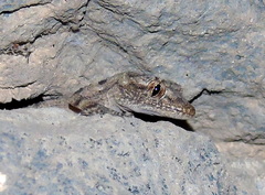 Mediodactylus