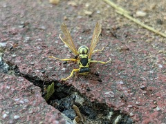 Polistes mongolicus