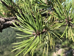 Pinus pungens