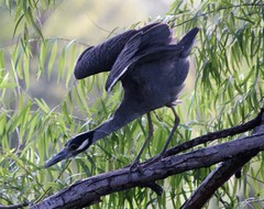 Nyctanassa violacea