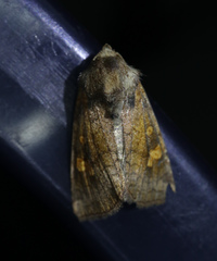 Amphipoea fucosa