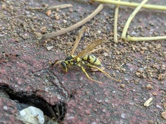 Polistes mongolicus