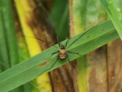 Dicranopalpus larvatus