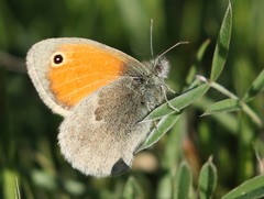 Coenonympha pamphilus