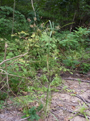 Cyperus lancastriensis