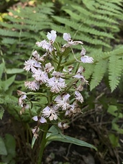 Platanthera shriveri