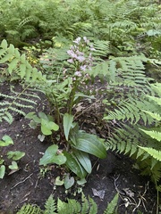 Platanthera shriveri