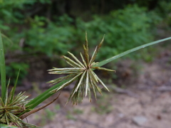 Cyperus lancastriensis