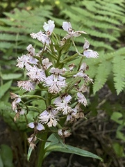 Platanthera shriveri