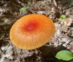 Amanita parcivolvata