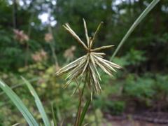 Cyperus lancastriensis