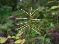 Cyperus lancastriensis