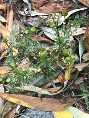 Matricaria discoidea