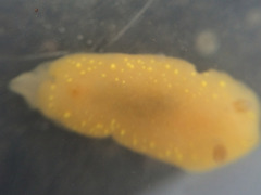 Cadlina modesta