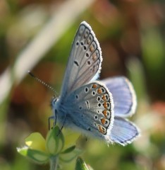 Polyommatus thersites
