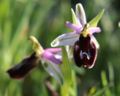 Ophrys bertolonii bertoloniiformis