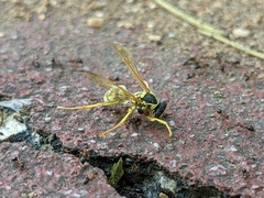Polistes mongolicus