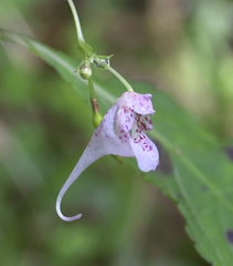 Impatiens hypophylla microhypophylla