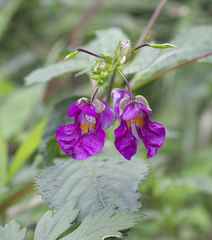 Impatiens textorii