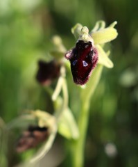 Ophrys promontorii