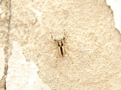 Menemerus bivittatus