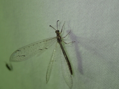 Neuroleon
