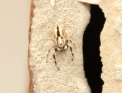 Menemerus bivittatus