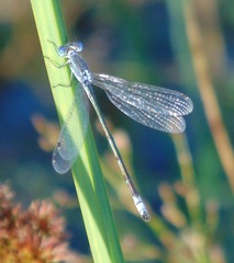 Lestes unguiculatus
