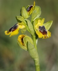 Ophrys sicula