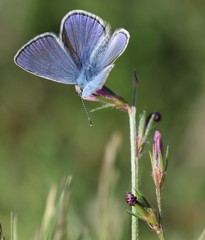 Polyommatus thersites
