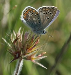 Polyommatus thersites