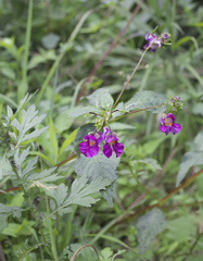 Impatiens textorii