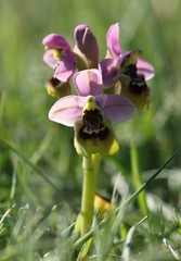 Ophrys tenthredinifera