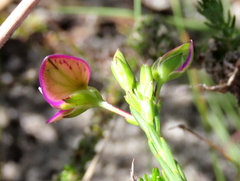 Polygala recognita