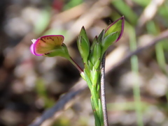Polygala recognita